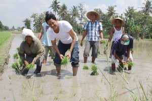 Drs Tengku Akhmad Tala’a alias Tengku Ameck menanam padi bersama petani di Desa Karang Anyer, Kecamatan Beringin, Kabupaten Deli Serdang.