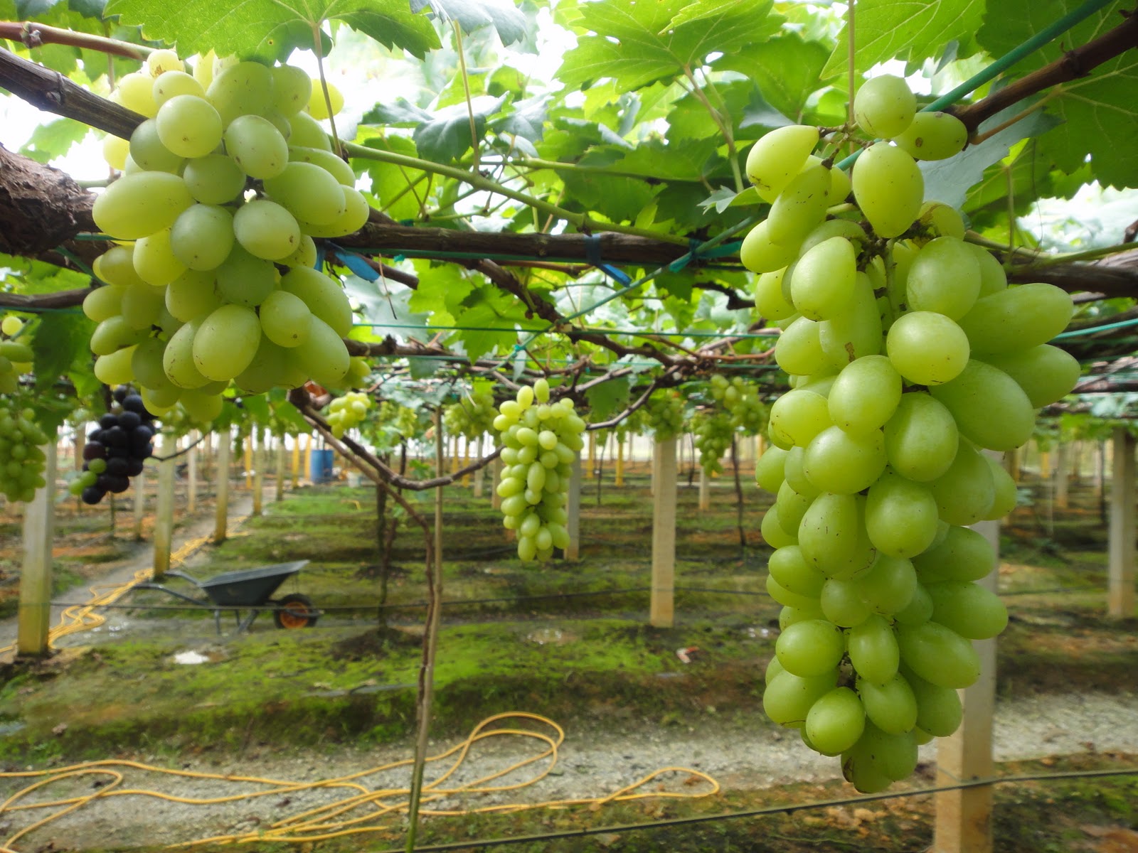 Cara Menanam Anggur Di Daerah Tropis Info Tanaman Lengkap