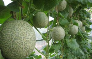 greenhouse-hanging-melon-22
