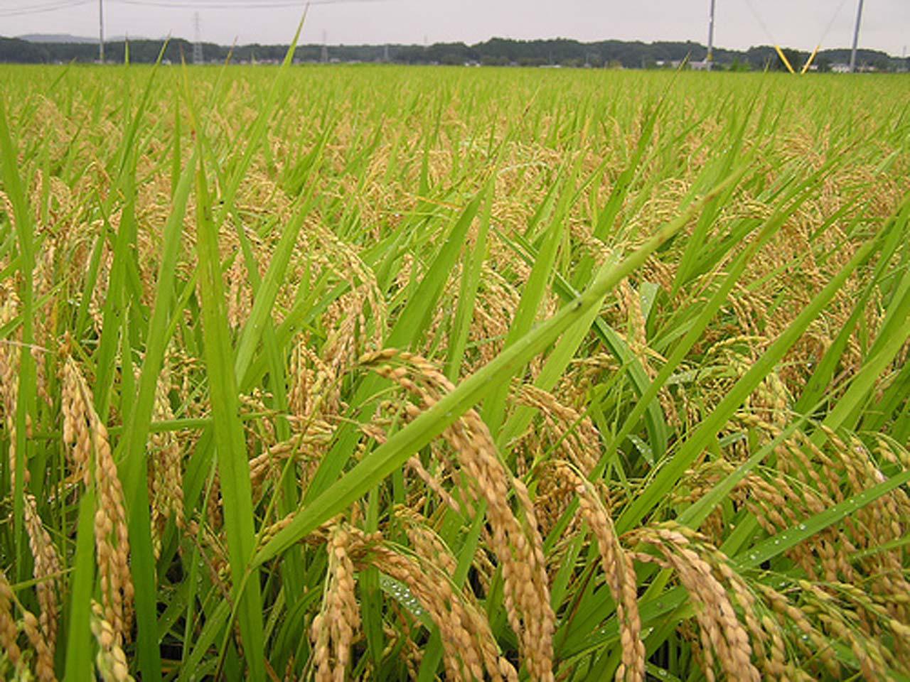 Menyebabkan padi pertumbuhan tanaman sehingga kerdil adalah yang virus terhambat menjadi tanaman Penyakit Tumbuhan