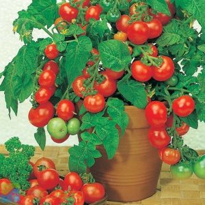 tomat-cheery-pot