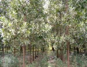 A seedling seed orchard of Acacia mangium (Nilambur, Kerala)_jpg