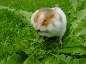Syrian_hamster_filling_his_cheek_pouches_with_Dandelion_leaves