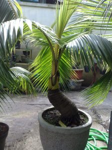 jual beli bonsai kelapa coco bonsai tanaman unik langka kelapa kuning gading