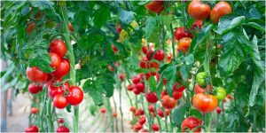 pori-kulit-kecil-berkat-tomat