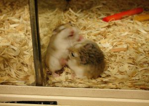 robo hamster 2