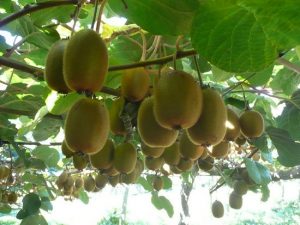 1.1239069360.kiwi-fruit-orchard_1