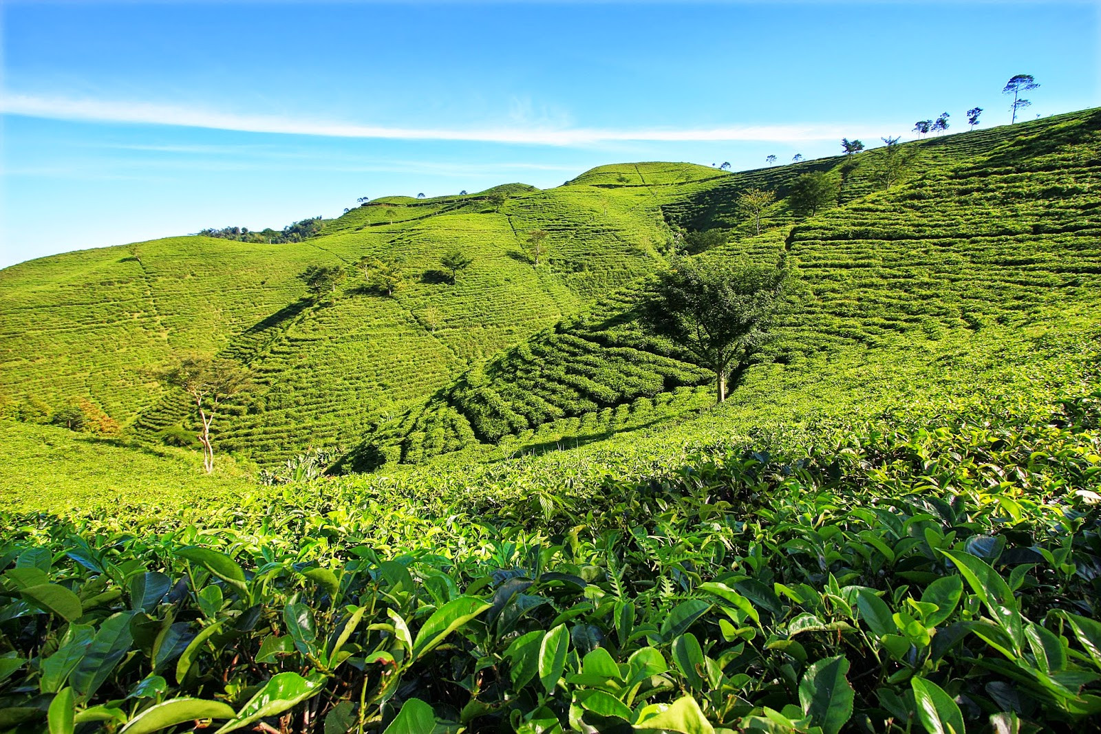 Suhu yang baik untuk pertumbuhan tanaman teh adalah
