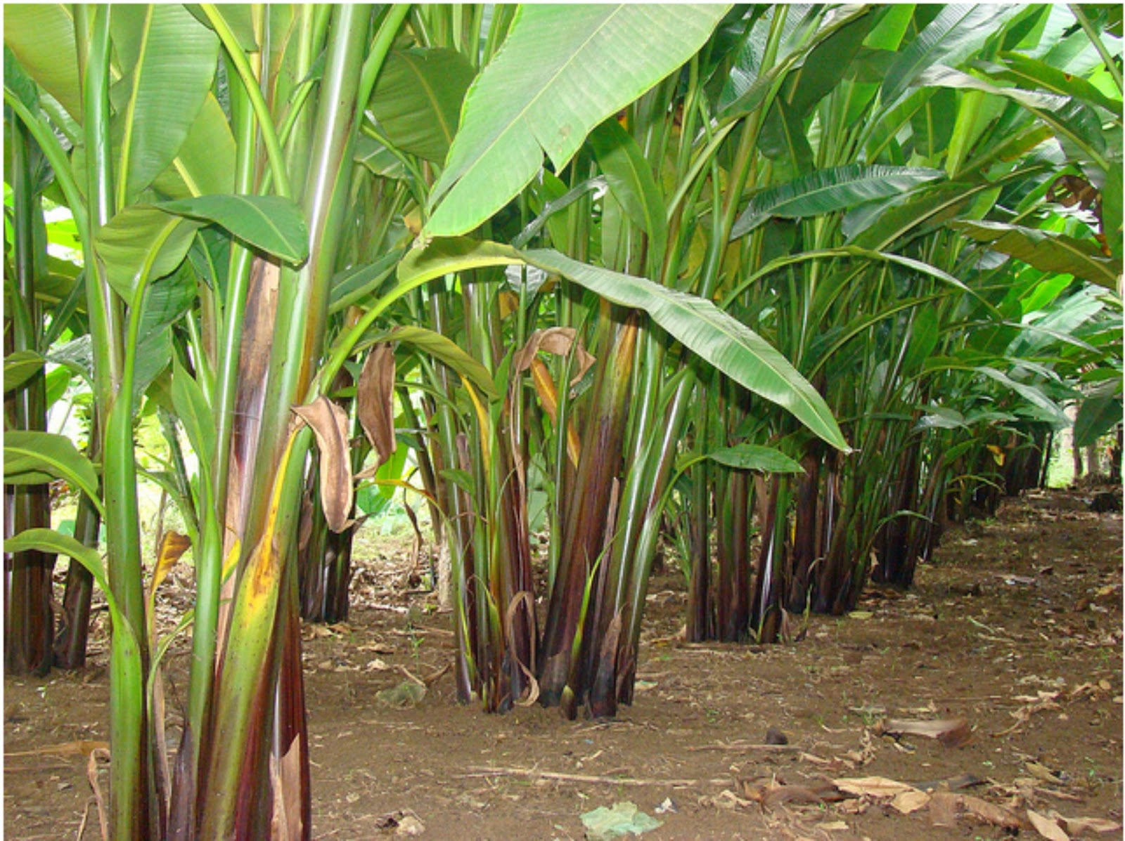 Serat dimanfaatkan berasal adalah tumbuhan satu dari pisang abaka untuk dari tumbuhan salah yang dapat asli filipina ini batang tumbuhan2sehat: Pisang