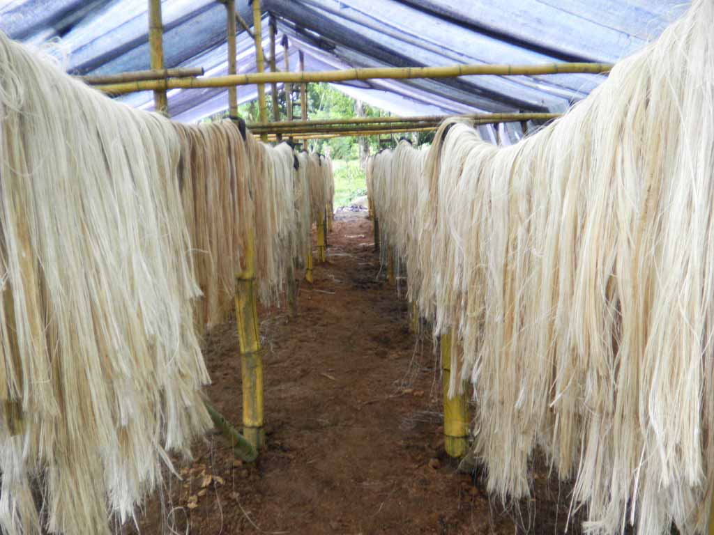Salah satu tumbuhan asli yang berasal dari filipina adalah pisang abaka serat dari batang tumbuhan ini dapat dimanfaatkan untuk bahan baku