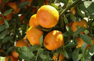Food and Farm New Orange