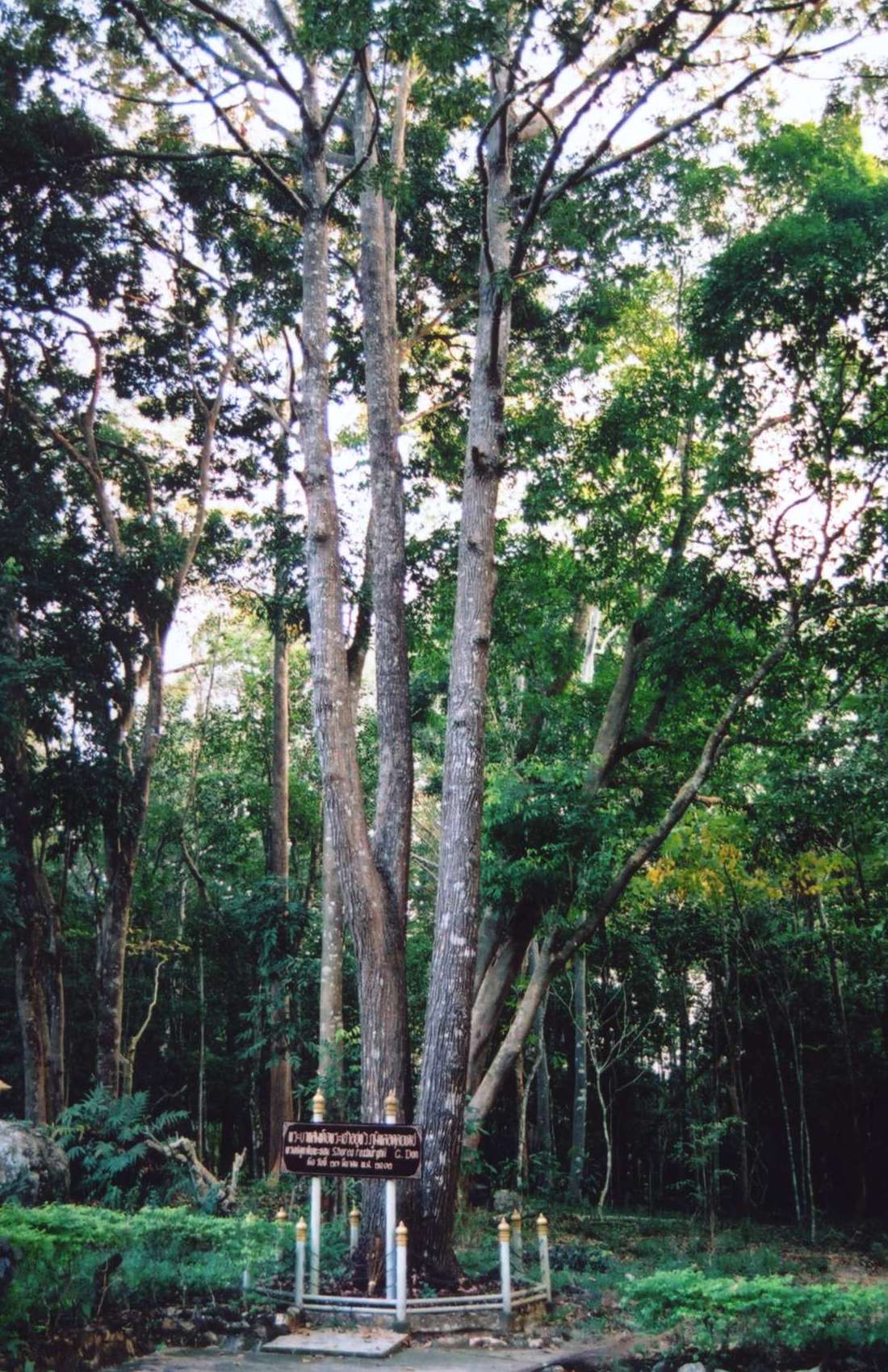 Pohon Meranti