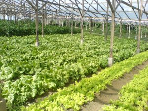 Lettuce_farm-impasug-ong2