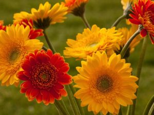 gerbera-flowers-bouquet-blurring