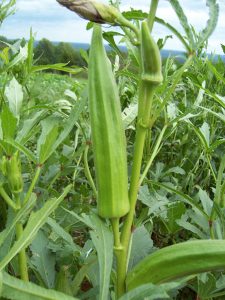 Okra-seeds-Green-ginseng-font-b-kidney-b-font-The-balcony-vegetable-plant-viagra-high-grade