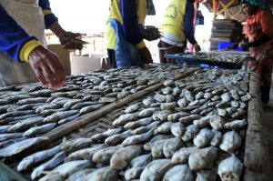 Pekerja memilah ikan asin Selar di industri pengolahan ikan asin Jongor, Tegal, Jawa Tengah, Kamis (30/7). Ikan asin Selar yang dipasarkan ke sejumlah wilayah di Bandung, Garut dan Tasikmalaya tersebut dijual Rp 13 ribu per kg. ANTARA FOTO/Oky Lukmansyah/kye/15