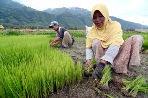 Buruh tani mencabut bibit padi dari pesemaian di Desa Kaleke, Dolo Barat, Sigi, Sulawesi Tengah, Selasa (26/1). Petani di wilayah tersebut baru memulai mempersiapkan penanaman padi akibat kemarau berkepanjangan. Sawah yang biasanya diolah untuk tiga kali musim tanam, kini hanya bisa diolah sekali sampai dua kali dalam setahun. ANTARA FOTO/Basri Marzuki/kye/16