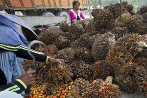 Dua warga menyortir biji kelapa sawit di Desa Rantau Sakti, Rokan Hulu, Riau, Selasa (16/9). Gabungan Pengusaha Kelapa Sawit Indonesia (Gapki) menargetkan produksi minyak sawit mentah (CPO) pada 2015 mencapai 33 juta ton, sebanyak 22 juta ton ditujukan bagi pasar ekspor sedangkan 11 juta ton diserap pasar dalam negeri. ANTARA FOTO/Wahyu Putro A/ss/pd/14