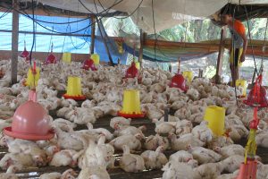 Seorang peternak mengecek ayam di kandang miliknya di Desa Keude Birem, Kecamatan Birem Bayeun, Aceh Timur, Aceh, Selasa (19/4). Sejak beberapa pekan terakhir kematian ayam di daerah tersebut meningkat akibat serangan flu burung sehingga peternak merugi. ANTARA FOTO/Syifa Yulinnas/pras/16.