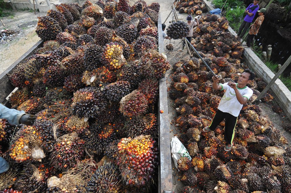 Pekerja memuat tandan buah segar (TBS) kelapa sawit di tempat penampungan sementara kelapa sawit Desa Bunga Tanjung, Betara, Tanjung Jabung Barat, Jambi, Minggu (26/6). Harga TBS kelapa sawit di tingkat penampung di daerah itu terus menurun dari Rp1.500 per kilogram pada bulan lalu menjadi Rp1.150 per kilogram pada hari ini. ANTARA FOTO/Wahdi Septiawan/pd/16.