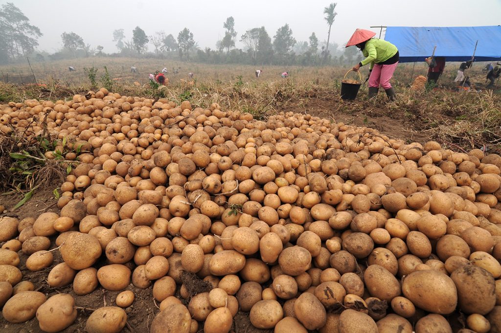Petani memanen kentang granola untuk dipasarkan ke Jambi, Bengkulu, dan Sumatera Selatan di lahan pertanian Dusun Kuto Jayo, Pulau Tengah, Jangkat, Merangin, Jambi, Sabtu (24/10). Akibat kemarau, ukuran maksimal kentang layak panen yang dijual antara Rp1.000 sampai Rp5.000 per kilogram di tingkat petani di daerah itu mengalami penurunan sehingga berdampak pada penurunan jumlah pasokan dan naiknya harga jual mulai Rp500 sampai Rp1.500 sejak dua bulan terakhir. ANTARA FOTO/Wahdi Septiawan/pd/15.
