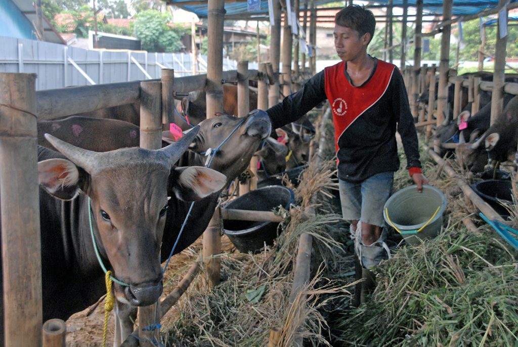 Pekerja merawat hewan kurban yang dijual di daerah Yasmin, Kota Bogor,Jawa Barat, Kamis (25/8). Menurut pedagang permintaan sapi untuk kurban meningkat jelang Idul Adha, dan mengalami kenaikan harga dari harga normal.ANTARAFOTO/Yulius Satria Wijaya/ama/16