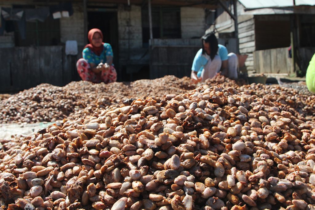 Sejumlah warga menyortir biji buah kakao (Theobroma cacao) di Desa Seumanah Jaya,  Rantoe Peureulak,  Aceh Timur, Aceh, Rabu (18/11). Pengakuan warga, hasil panen biji kakao saat ini menurun hingga 30 persen akibat serangan hama pengerek buah kakao atau conophomorpa cramerella. ANTARA FOTO/Syifa Yulinnas/NZ/15.