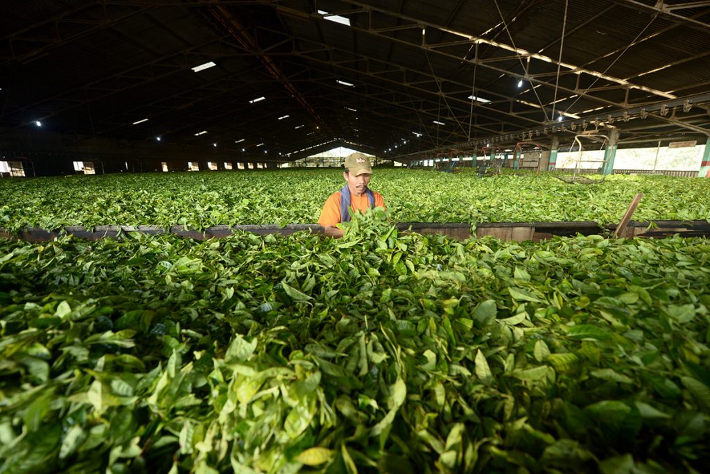 Pekerja memproses daun teh petik di Pabrik Pengolahan PT Perkebunan Nusantara (PTPN) IV Kebun Tobasari, Simalungun, Sumatra Utara, Sabtu (2/7). Dewan Teh Indonesia menyatakan, potensi ekspor teh nasional masih mencapai 60 persen, dari total produksi sekitar 120 ribu ton per tahun. ANTARA FOTO/Irfan Anshori/kye/16