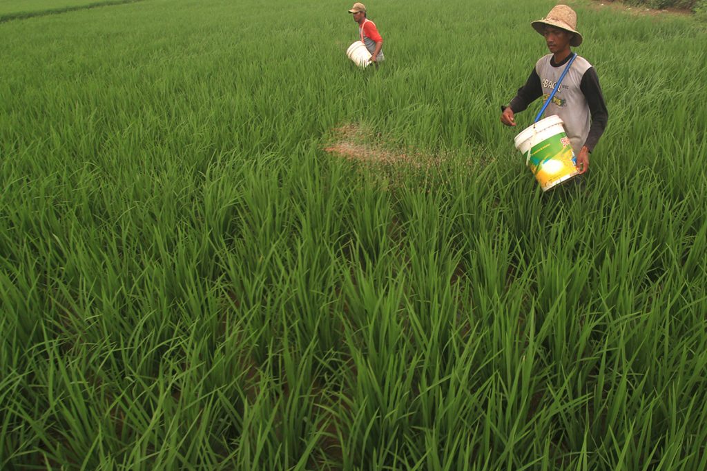 Sejumlah petani menebar pupuk di areal sawah desa Pabean Udik, Indramayu, Jawa Barat, Rabu (17/2). Kementerian Pertanian mengalokasikan anggaran pengadaan pupuk subsidi sebesar 30 triliun untuk tahun 2016. ANTARA FOTO/Dedhez Anggara/nz/16.