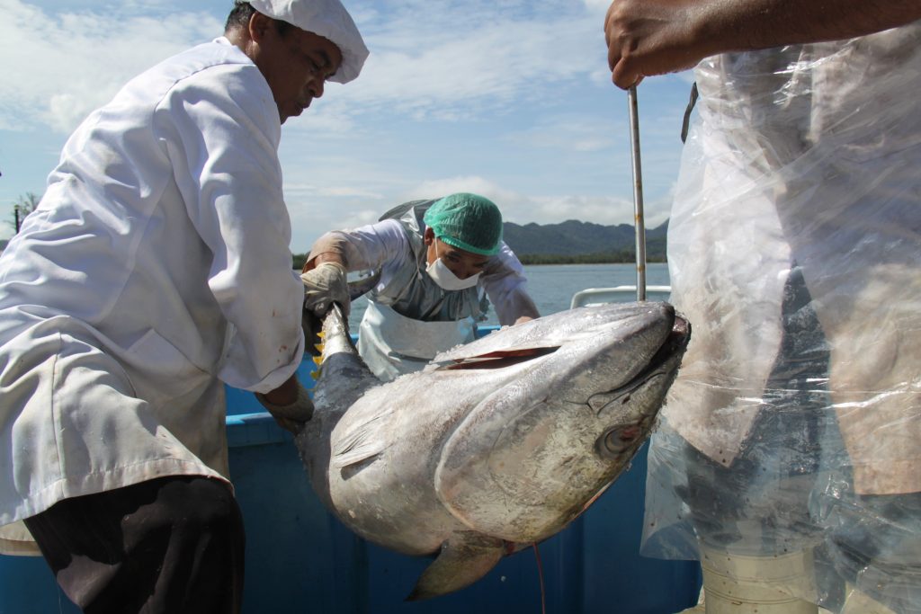 Pekerja memindahkan ikan tuna sirip kuning sebelum diekspor di salah satu perusahaan pengolahan ikan tuna, Pelabuhan Ulee Lheue, Banda Aceh, Jumat (22/1). Menteri Kelautan dan Perikanan, Susi Pudjiastuti,  berencana akan membatasi volume ekspor ikan, terutama ekspor gelondongan jenis ikan besar guna melindungi sumber daya ikan dan meningkatkan daya beli masyarakat. ANTARA FOTO/Ampelsa/foc/16.