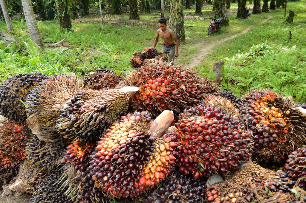 Petani menumpukkan tandan buah segar kelapa sawit, di perkebunan sawit rakyat kawasan Desa Drien Leukiet, Kuala Batee, Kabupaten Aceh Barat Daya, Aceh, Senin, (3/10). Harga tandan buah segar kelapa sawit pada tingkat petani sejak sepekan terakhir mulai naik dari Rp. 1300 menjadi Rp. 1500 per kg. (ANTARA FOTO/ Suprian/Apls/ama/16