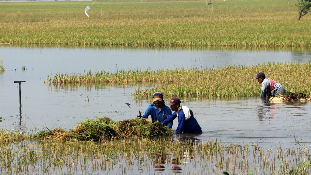 Sejumlah pekerja memanen awal tanaman padi yang terendam air banjir di Desa Ngulanan, Kecamatan Dander, Kabupaten Bojonegoro, Jawa Timur, Kamis (1/12). Luapan Bengawan Solo yang terjadi selama dua hari terakhir telah merendam sedikitnya 2.000 hektare tanaman padi yang tersebar di sejumlah kecamatan di wilayah tersebut. ANTARA FOTO/Aguk Sudarmojo/kye/16.