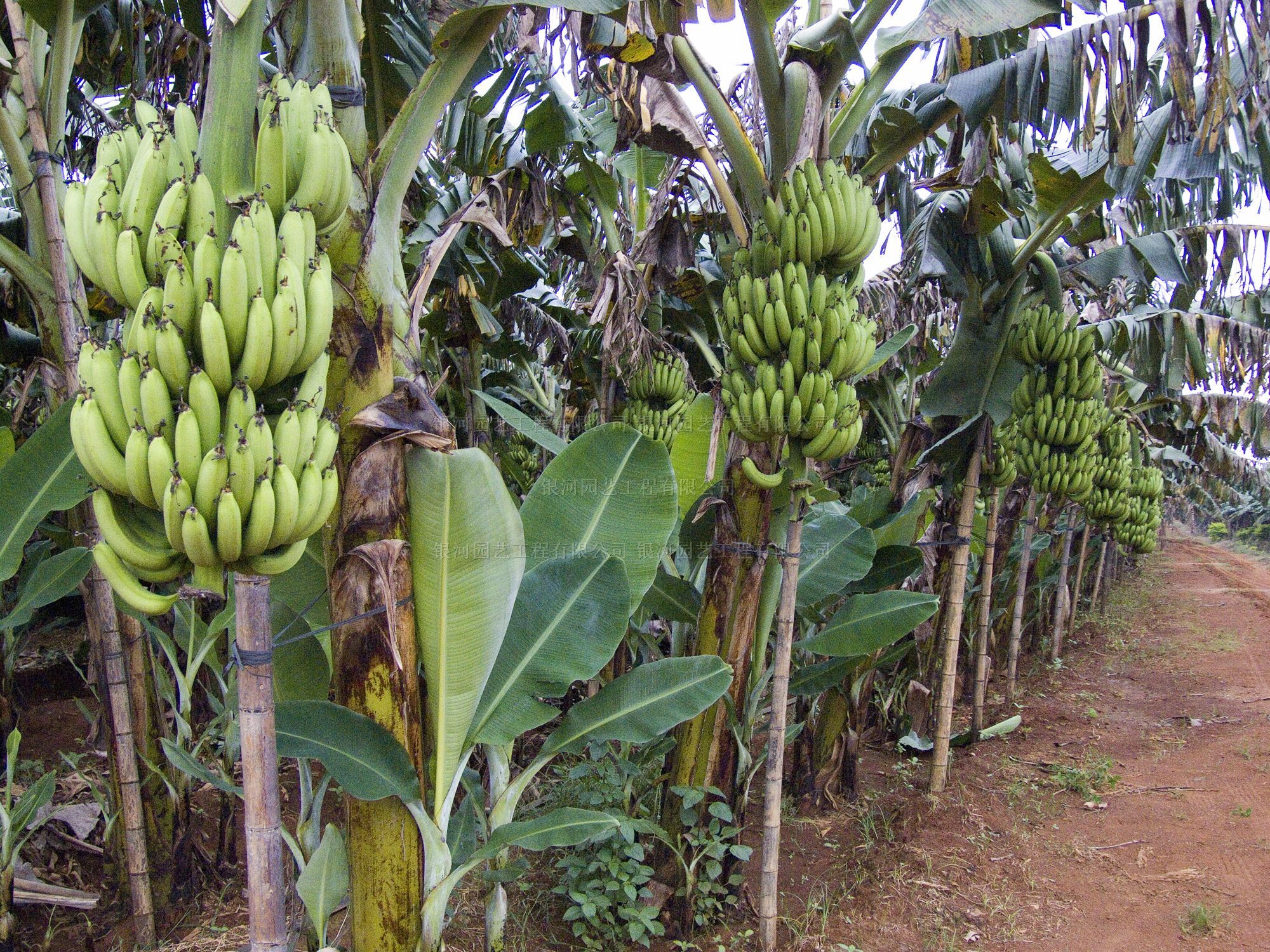 Бананы растут в россии. Бананы Писанг Раджа. Банановая Пальма в Африке. Банан Кавендиш карликовый. Бананы в Южной Америке.