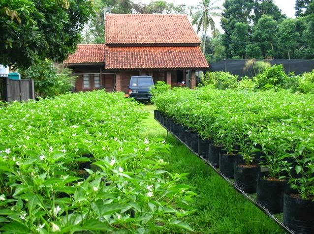 Berkebun Sayur  di  Pekarangan Rumah  Jurnal Asia