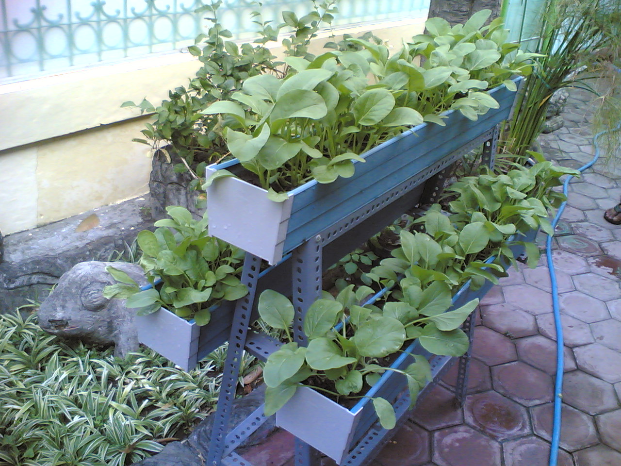 Berkebun Sayur  di  Pekarangan Rumah 