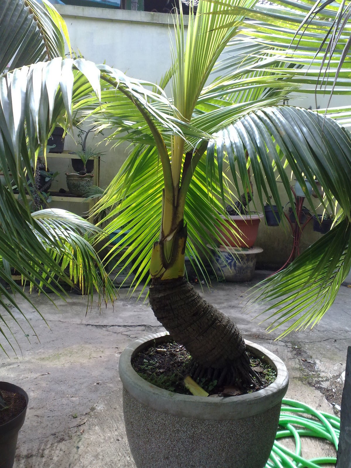 Membidik Peluang Bonsai  Kelapa  Jurnal Asia