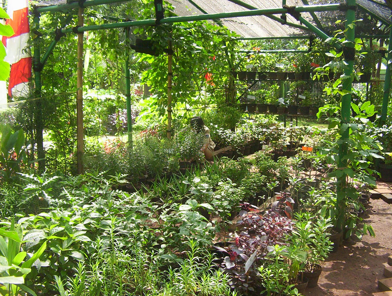 Berkebun Sayur  di Pekarangan Rumah Jurnal Asia