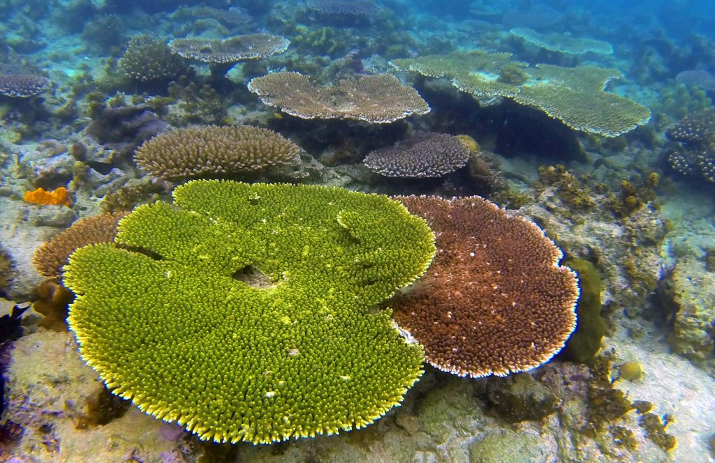 Koloni karang acropora tabulate di perairan Sapropen Raja 