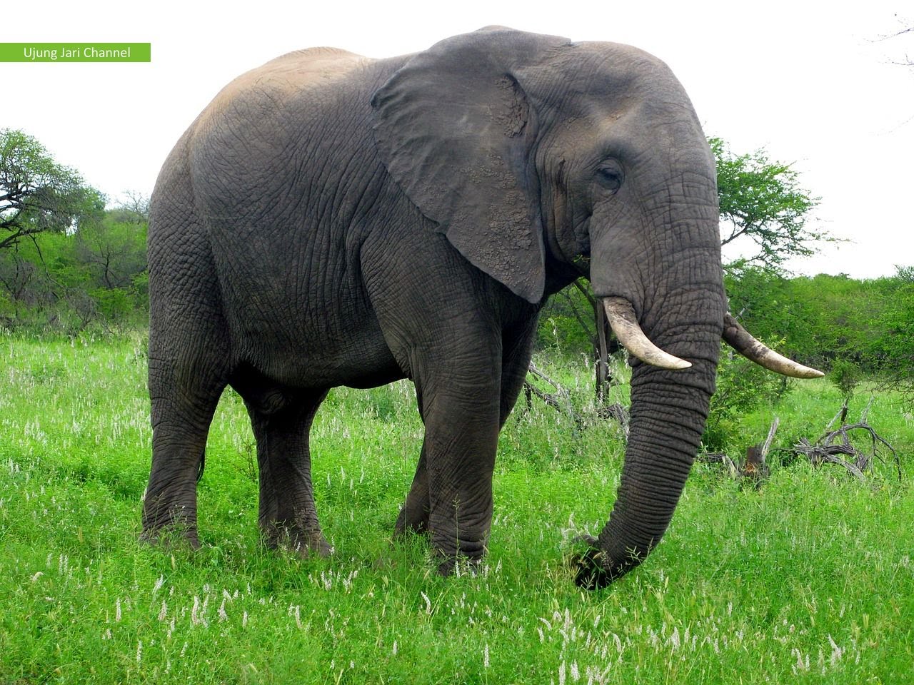 Peneliti Ungkap Kemampuan Menghitung Gajah Asia Seperti 